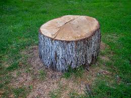How Our Tree Care Process Works  in  Shoemakersville, PA